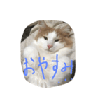 my pretty cats reo（個別スタンプ：3）