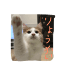 my pretty cats reo（個別スタンプ：4）