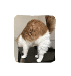 my pretty cats reo（個別スタンプ：6）