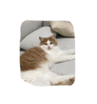 my pretty cats reo（個別スタンプ：7）