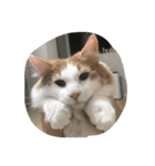 my pretty cats reo（個別スタンプ：8）