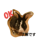 うさぎのすーさん（個別スタンプ：1）