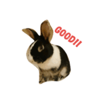うさぎのすーさん（個別スタンプ：3）