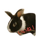 うさぎのすーさん（個別スタンプ：4）