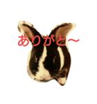 うさぎのすーさん（個別スタンプ：5）
