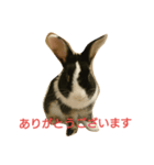 うさぎのすーさん（個別スタンプ：6）