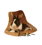 うさぎのすーさん（個別スタンプ：7）