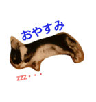 うさぎのすーさん（個別スタンプ：8）