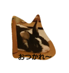 うさぎのすーさん（個別スタンプ：11）