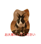 うさぎのすーさん（個別スタンプ：13）