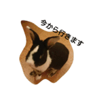 うさぎのすーさん（個別スタンプ：18）