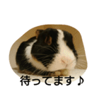 うさぎのすーさん（個別スタンプ：19）