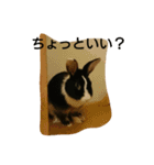 うさぎのすーさん（個別スタンプ：20）