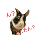 うさぎのすーさん（個別スタンプ：22）