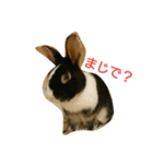 うさぎのすーさん（個別スタンプ：23）