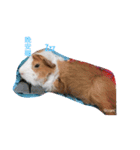 guinepig（個別スタンプ：1）
