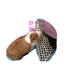 guinepig（個別スタンプ：2）