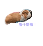 guinepig（個別スタンプ：3）