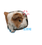 guinepig（個別スタンプ：4）