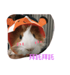guinepig（個別スタンプ：5）