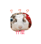 guinepig（個別スタンプ：6）