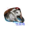 guinepig（個別スタンプ：7）