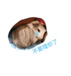 guinepig（個別スタンプ：8）