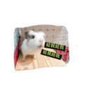 guinepig（個別スタンプ：9）