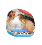guinepig（個別スタンプ：10）