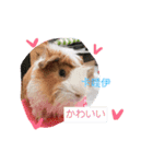 guinepig（個別スタンプ：11）