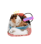 guinepig（個別スタンプ：12）