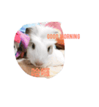 guinepig（個別スタンプ：13）