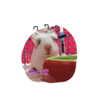 guinepig（個別スタンプ：14）