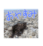 あらかぶと話そ！（個別スタンプ：1）