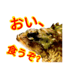 あらかぶと話そ！（個別スタンプ：3）