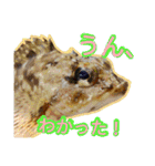 あらかぶと話そ！（個別スタンプ：7）