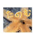 あらかぶと話そ！（個別スタンプ：20）