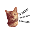 Cheshire~~（個別スタンプ：1）