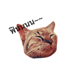 Cheshire~~（個別スタンプ：3）
