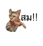 Cheshire~~（個別スタンプ：7）