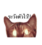 Cheshire~~（個別スタンプ：9）