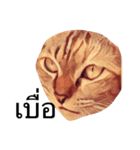 Cheshire~~（個別スタンプ：10）