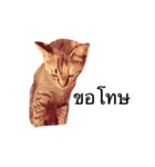 Cheshire~~（個別スタンプ：12）