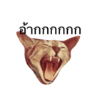 Cheshire~~（個別スタンプ：13）