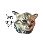 Cheshire~~（個別スタンプ：15）