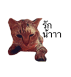 Cheshire~~（個別スタンプ：17）