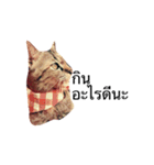 Cheshire~~（個別スタンプ：19）