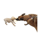 「トントン」オフェルの犬。（個別スタンプ：2）