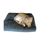 「トントン」オフェルの犬。（個別スタンプ：5）