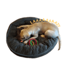 「トントン」オフェルの犬。（個別スタンプ：6）